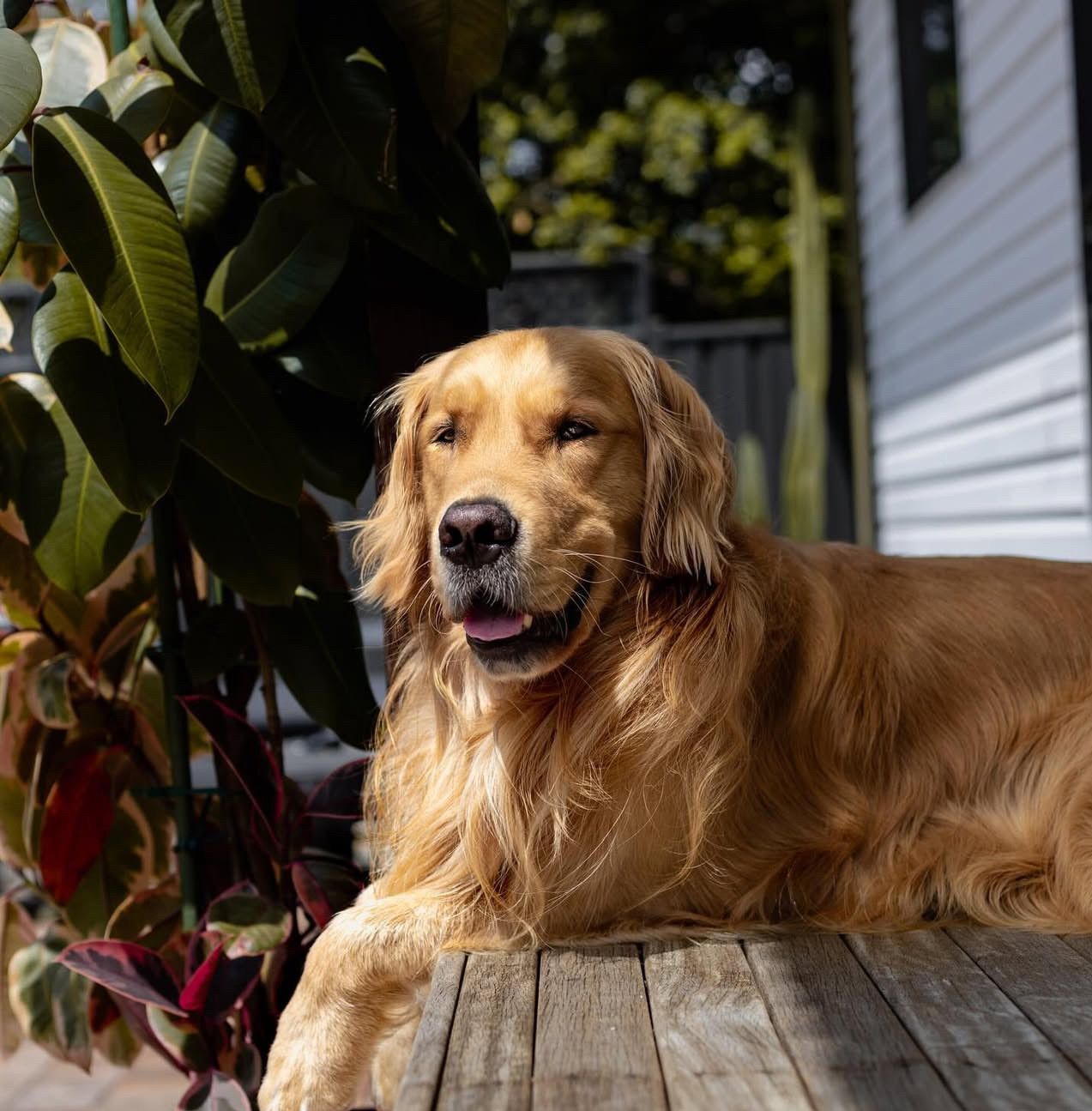 Golden Retrievers Dog for Sale – Friendly, Loyal & Trained-image