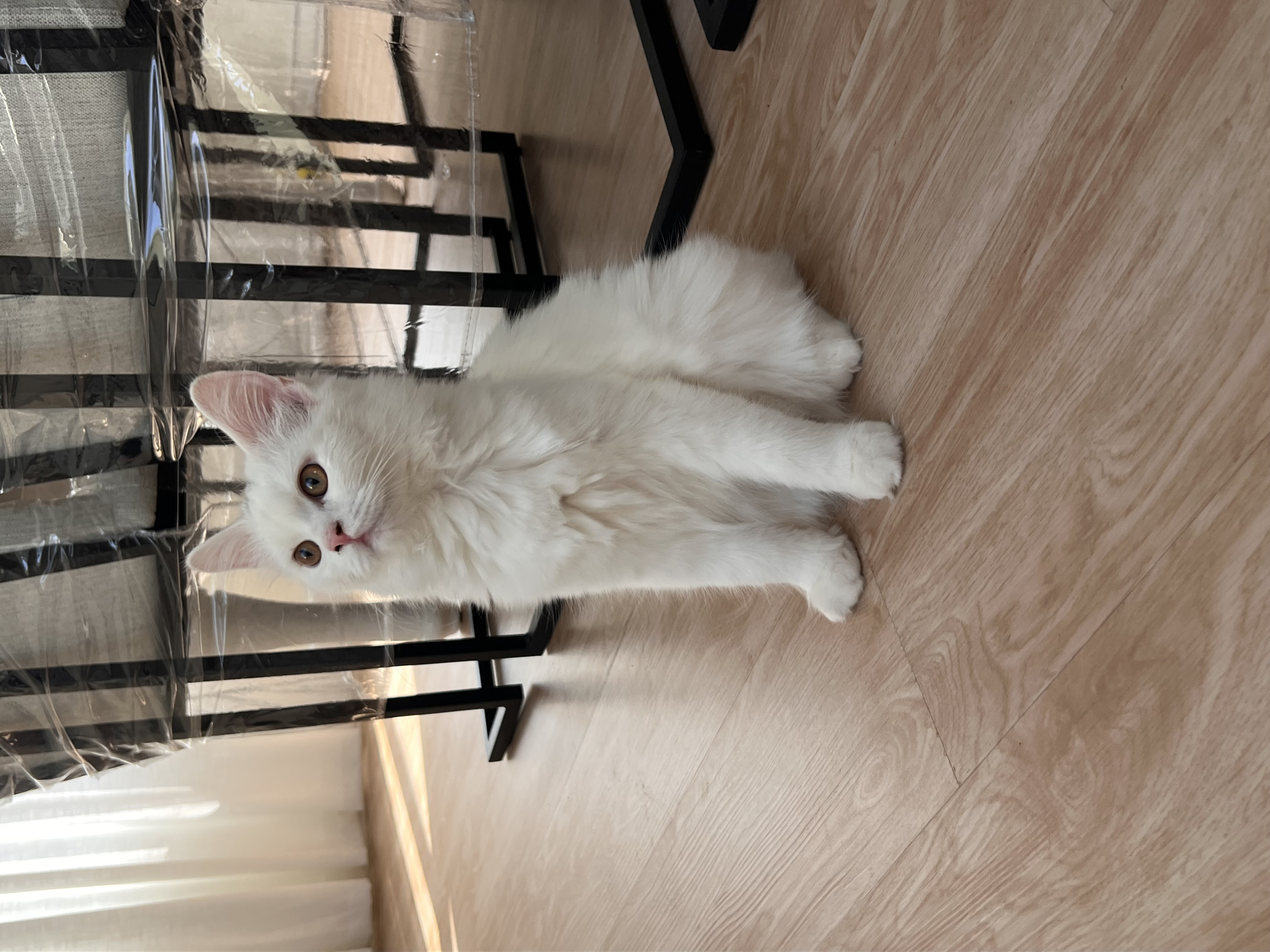 Persian Cats for Sale | Buy Purebred Persian Kittens Near You