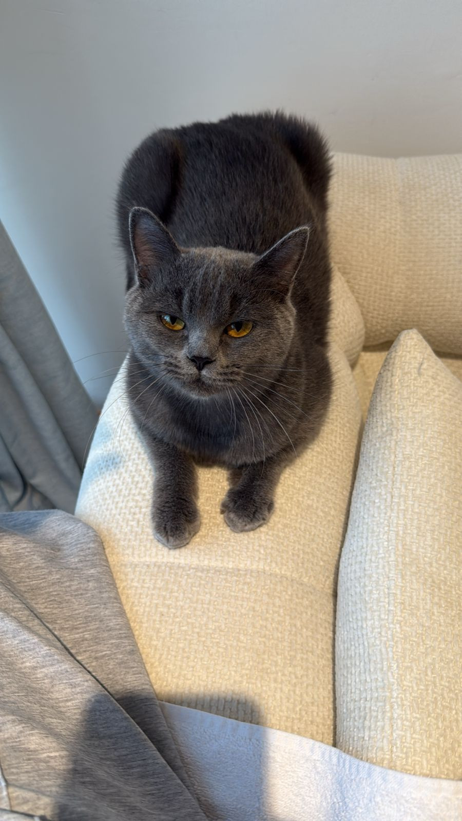 2 sisters British Shorthair 11 months