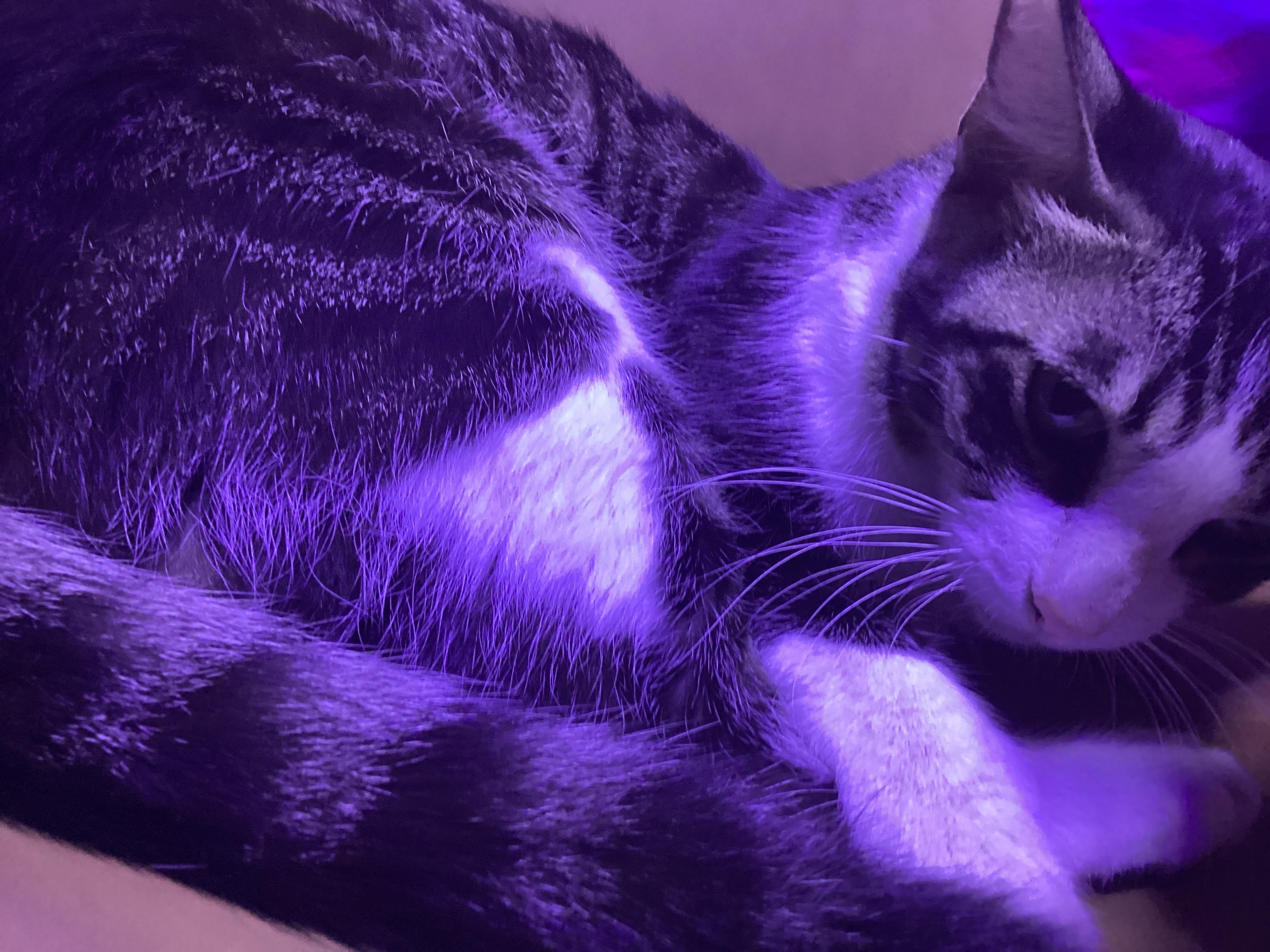 Oreo the cat-pic_1
