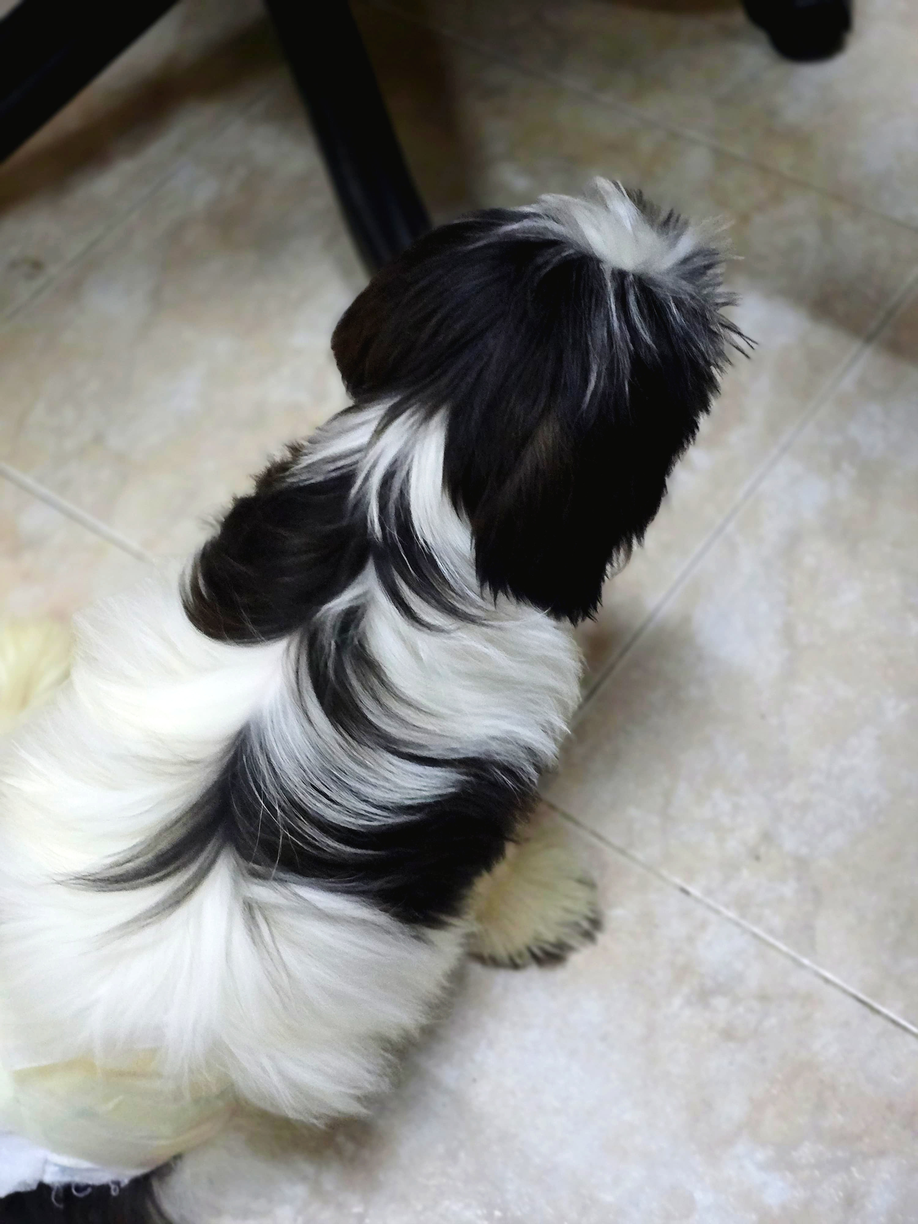Shihtzu male puppy for sale