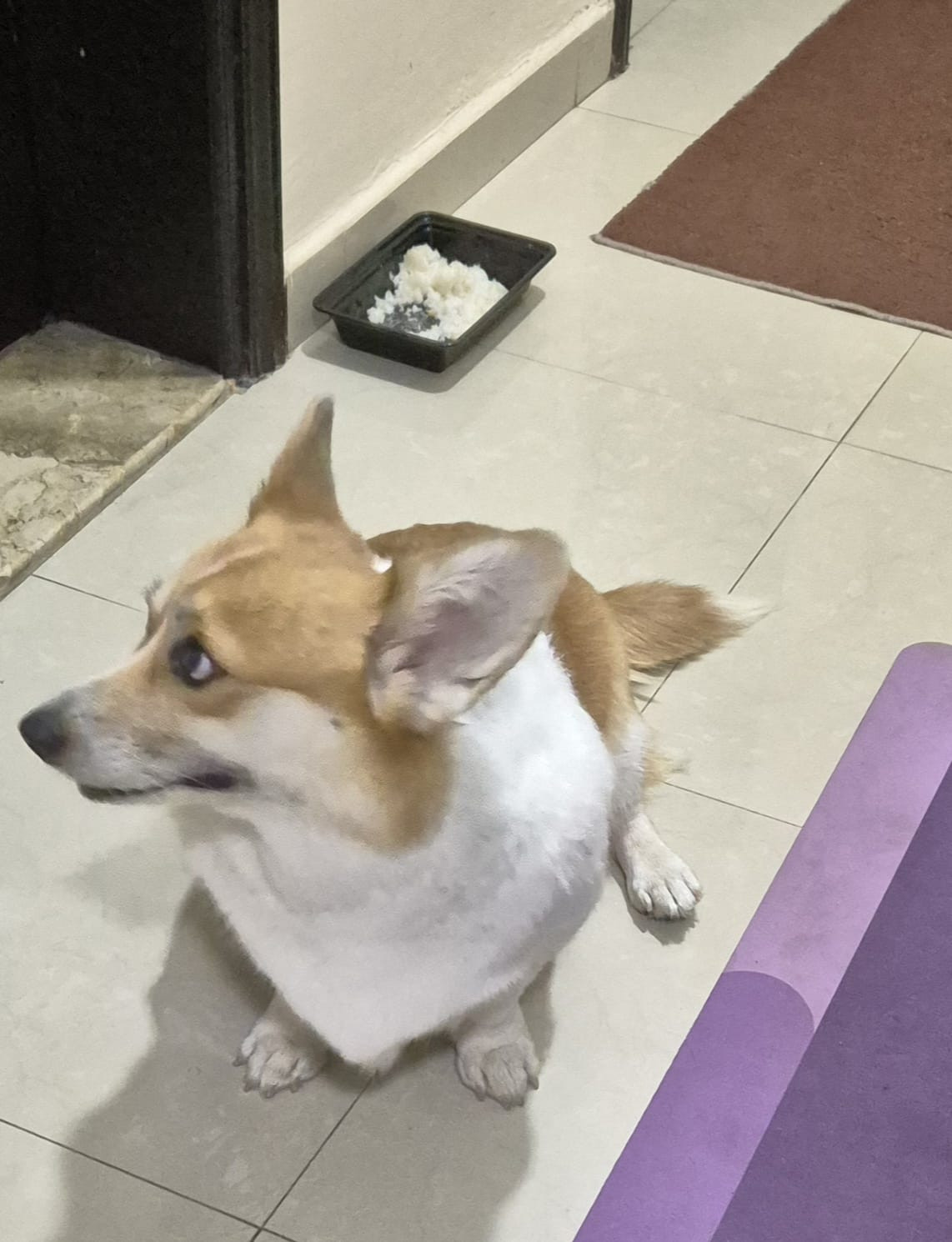 Welsh Corgi (female) - 1.5 years old-pic_1